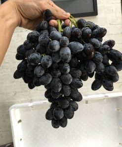 Nho đen không hạt Mỹ