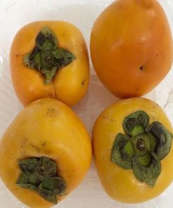 Hồng vuông Nhật Bản