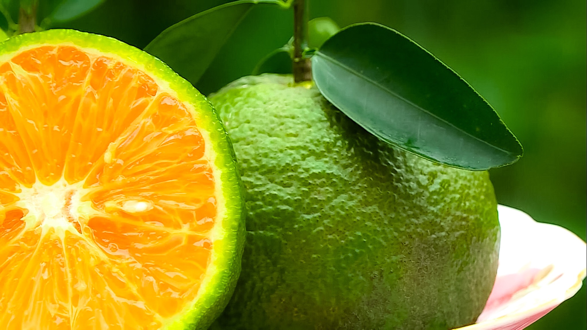 1 quả cam bao nhiêu calo? Cách giảm cân bằng cam hiệu quả