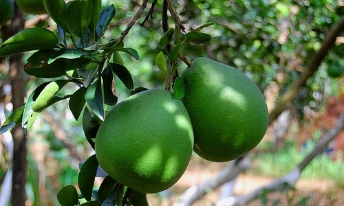 Cây ăn quả trồng sân thượng cho nhà phố