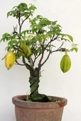 Cây ăn quả trồng sân thượng cho nhà phố