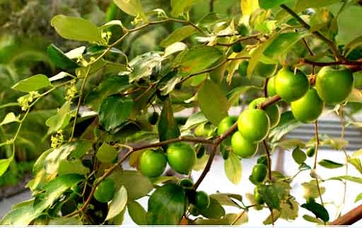 Cây ăn quả trồng sân thượng cho nhà phố