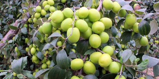 Cây ăn quả trồng sân thượng cho nhà phố