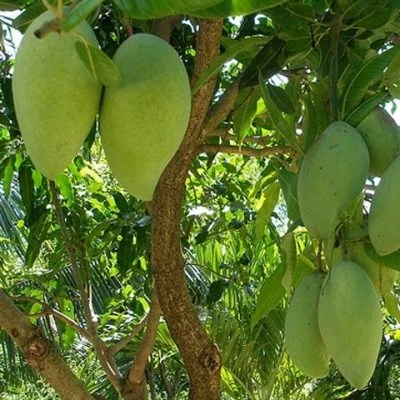 Cây ăn quả trồng sân thượng cho nhà phố