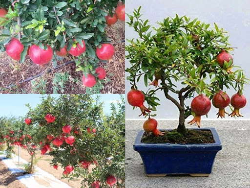 Cây ăn quả trồng sân thượng cho nhà phố