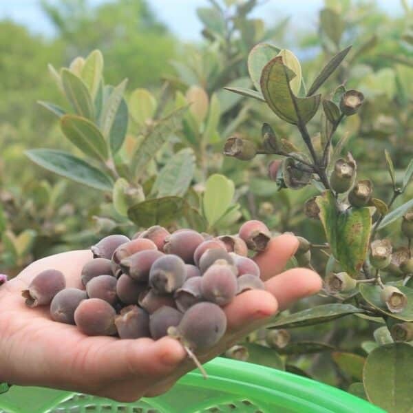 Trái sim và những lợi ích cho sức khỏe - YouMed