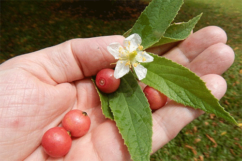 7 lợi ích sức khỏe của lá, trứng 7 lợi ích sức khỏe của lá, quả trứng cá mà bạn nên biết - ADIVA.COM.VN