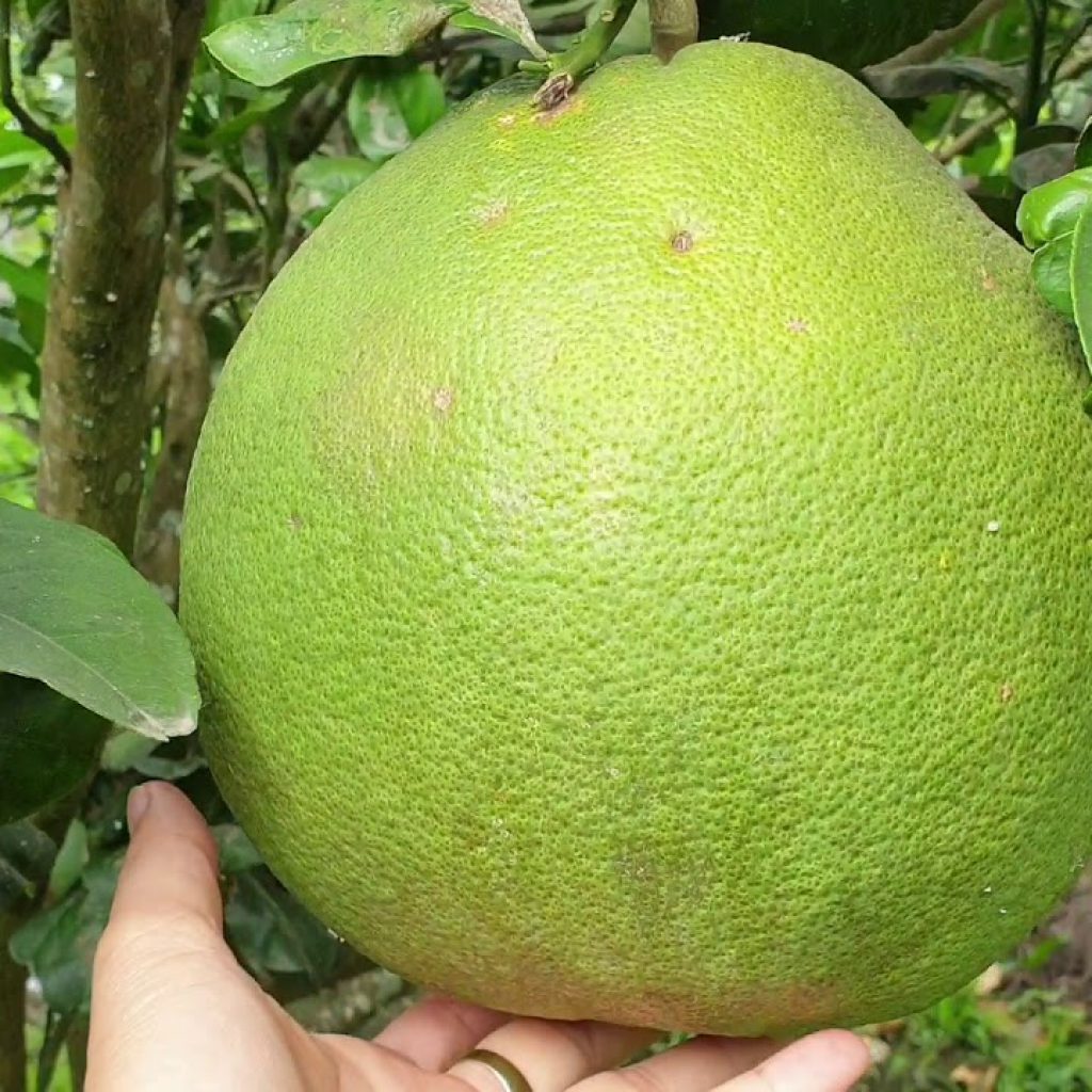 5 Loại Trái Cây Cúng Thổ Địa? Ý Nghĩa Mâm Thổ Địa | Dịch vụ chào hàng trọn gói