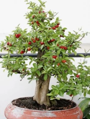 Cây ăn quả trồng sân thượng cho nhà phố