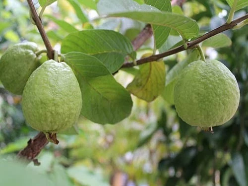 Cây ăn quả trồng sân thượng cho nhà phố