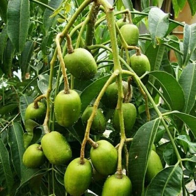 Cây ăn quả trồng sân thượng cho nhà phố