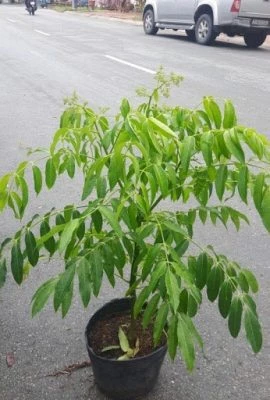 Cây ăn quả trồng sân thượng cho nhà phố