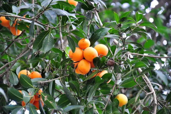 Hơn 10 lợi ích sức khỏe của trà xanh