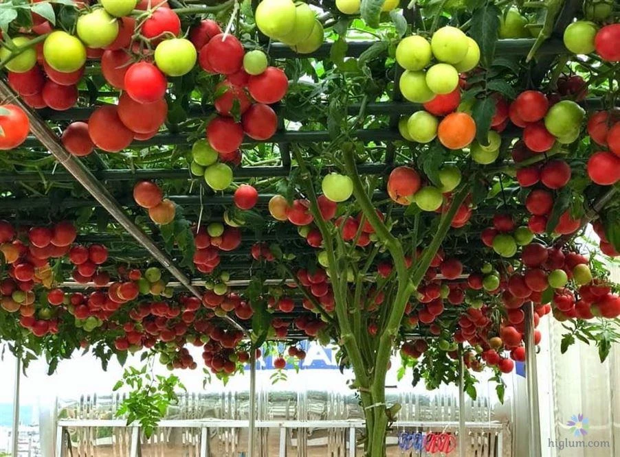 Cây ăn quả trồng sân thượng cho nhà phố