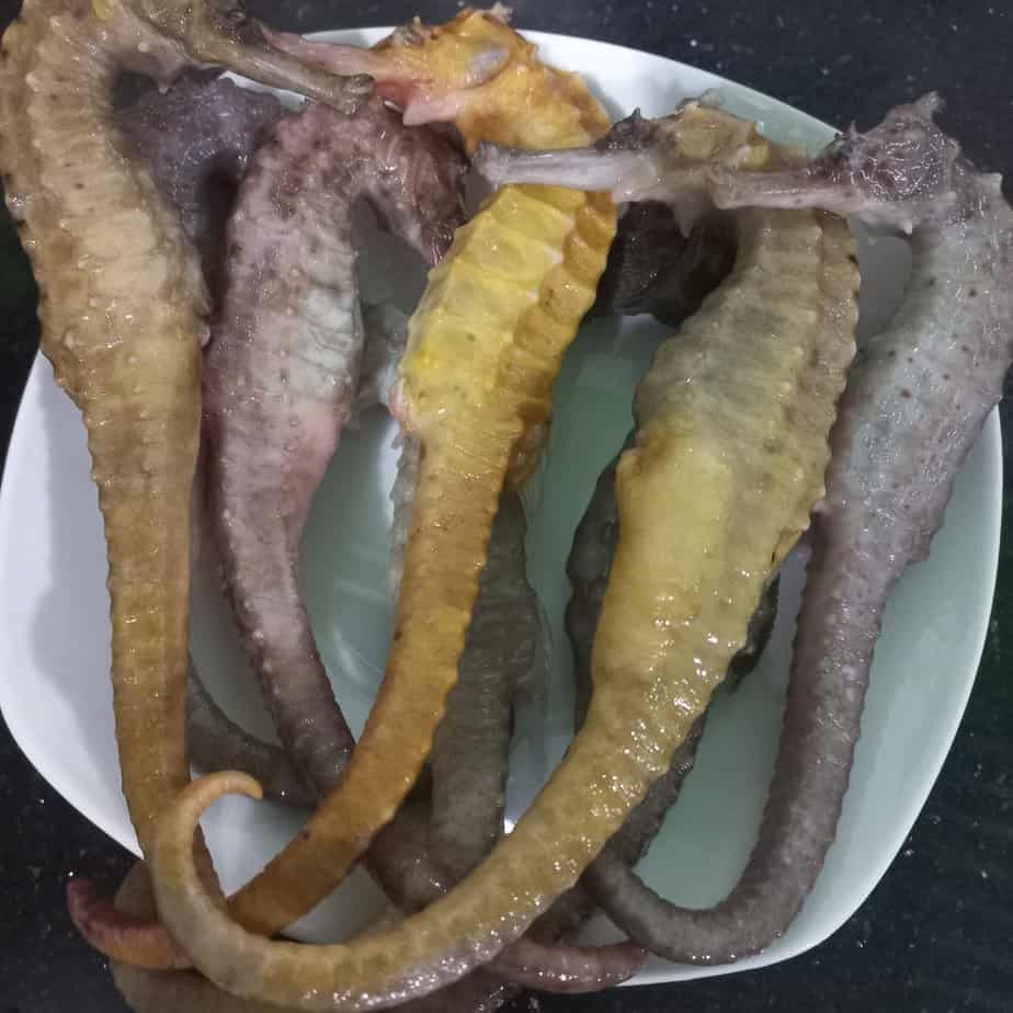 cá ngựa ngâm rượu