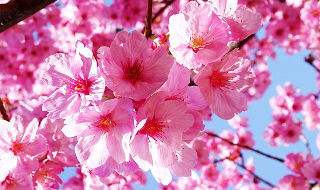 toi thay hoa Mơ thấy hoa Đào đánh con gì ? Là điềm báo gì ? Đánh số mấy ?