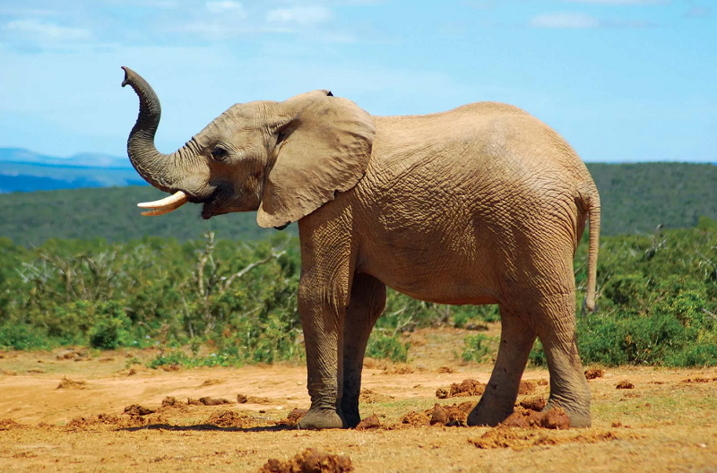 Con voi ăn gì? Thích ăn gì nhất, sống ở đâu, màu gì - WWF Coca-Cola River Basin