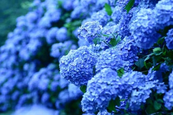 Nằm mơ thấy hoa cẩm tú cầu có ý nghĩa gì? Xổ số gì?