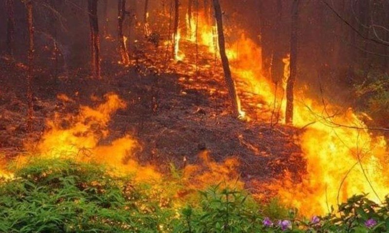 Nằm mơ thấy cháy rừng là điềm báo vũ trụ chỉ dành cho bạn - Thenyic