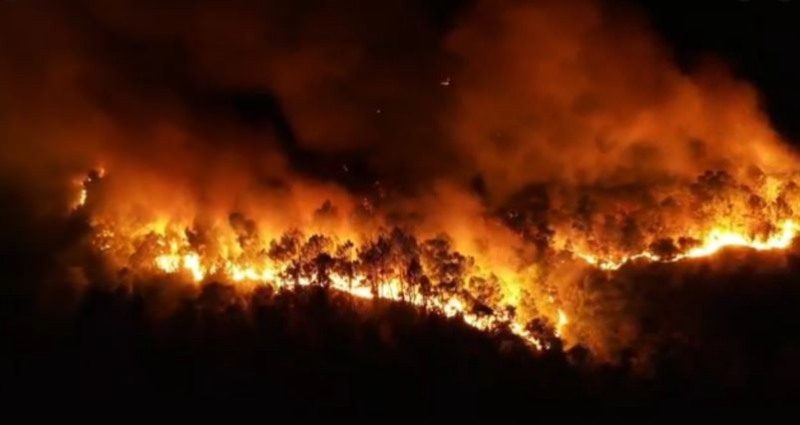 Nằm mơ thấy cháy rừng là điềm báo vũ trụ chỉ dành cho bạn - Thenyic