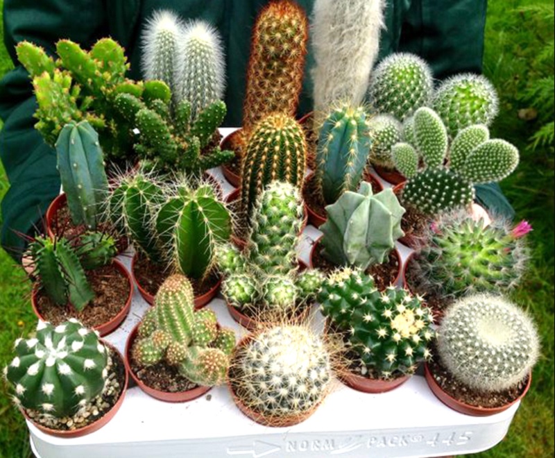 Tại sao không nên trồng cây xương rồng trong nhà? - Báo Bình Dương Online