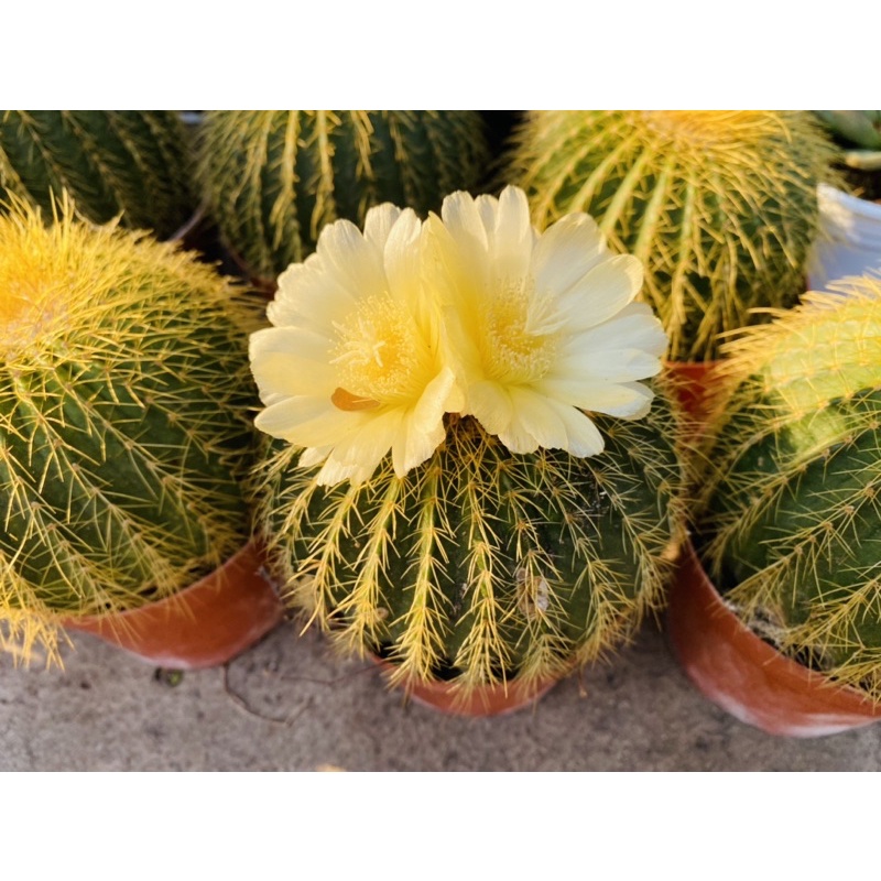 Tổng hợp Xương Rồng Trúc Ngọc giá rẻ, bán chạy tháng 9/2023 - BeeCost