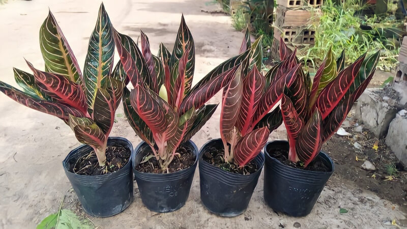 Cây bách (Cây cung điện đỏ, Cây thuyền trưởng đỏ) Cây bao thanh thiên (cây cung điện đỏ, cây thuyền trưởng đỏ)