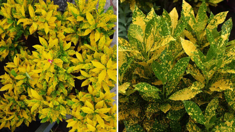 cây vàng bạc Cây vàng bạc