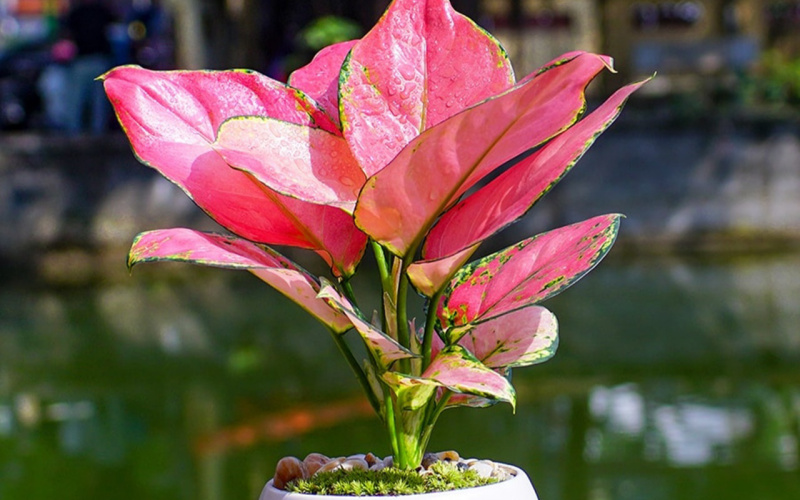 kaki may mắn Cây hồng phát lộc