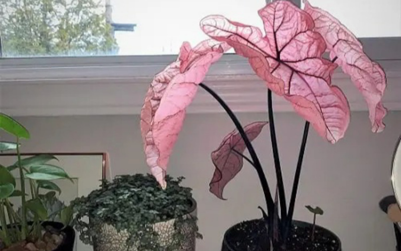 Cây cảnh đẹp với lá màu hồng Cây môn cảnh lá hồng Pretty