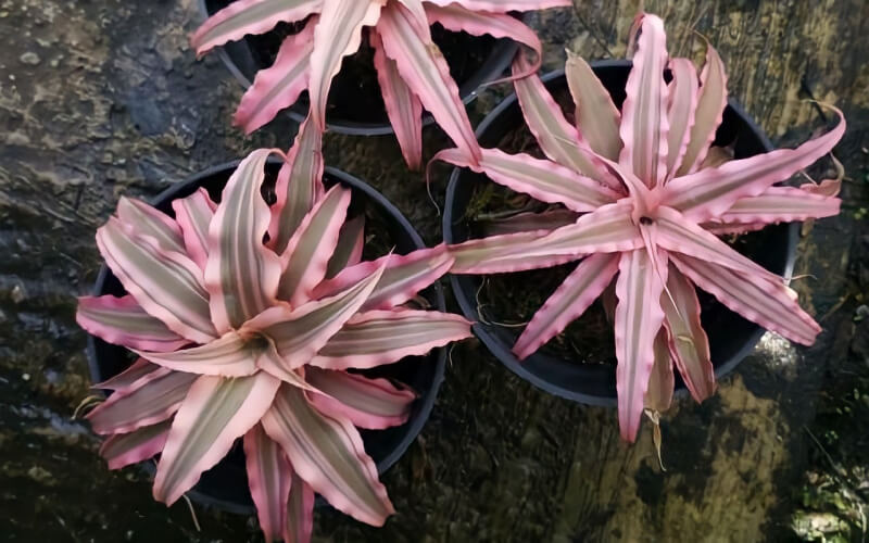 cây rắn Cây lưỡi hổ