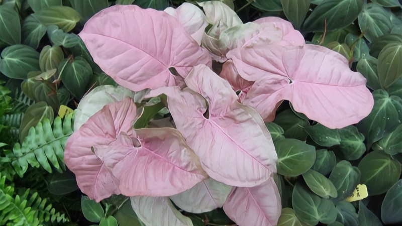Tổng hợp màu hồng neon Cây môn Syngonium Pink Neon