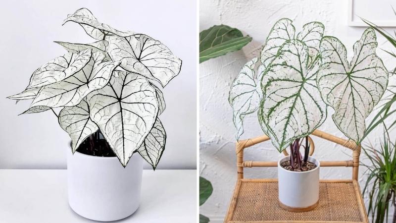 hồng môn trắng Cây môn trắng