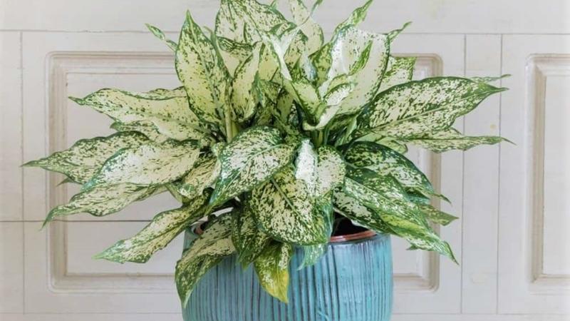 Yushu Cây Ngọc Ngân