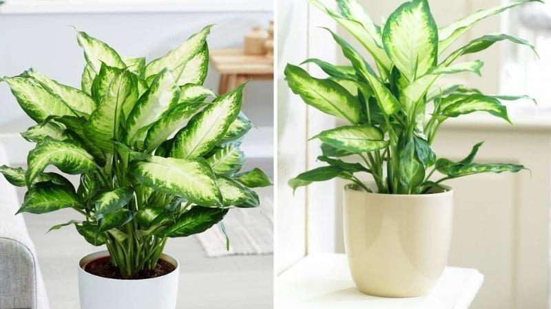 cây sao lấp lánh Cây sao sáng