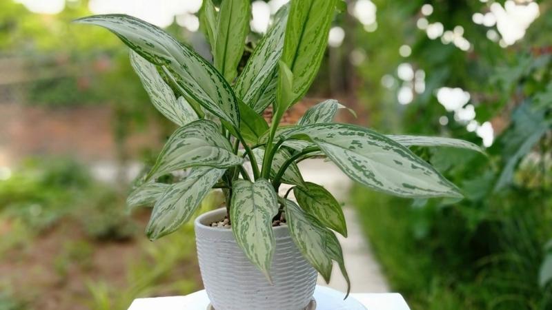 cây nữ hoàng Cây ngân hậu