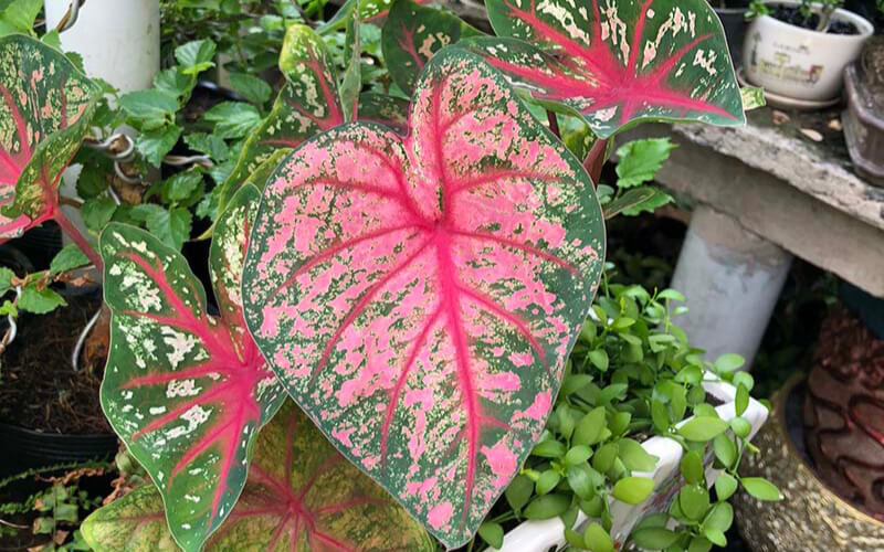 hoa hồng môn màu đỏ Cây môn đốm đỏ