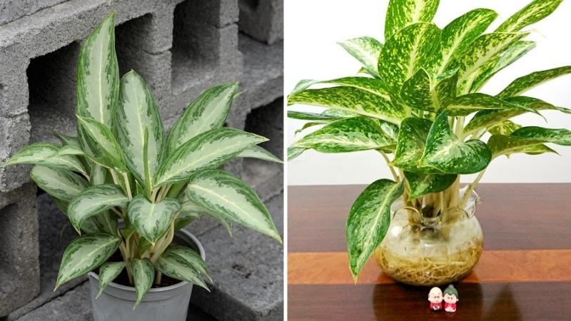 cây vinh quang Cây huy hoàng