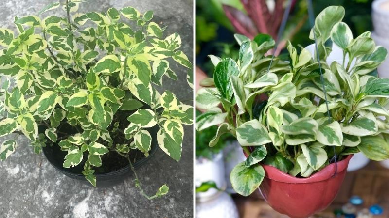 cây cẩm thạch Cây cẩm thạch