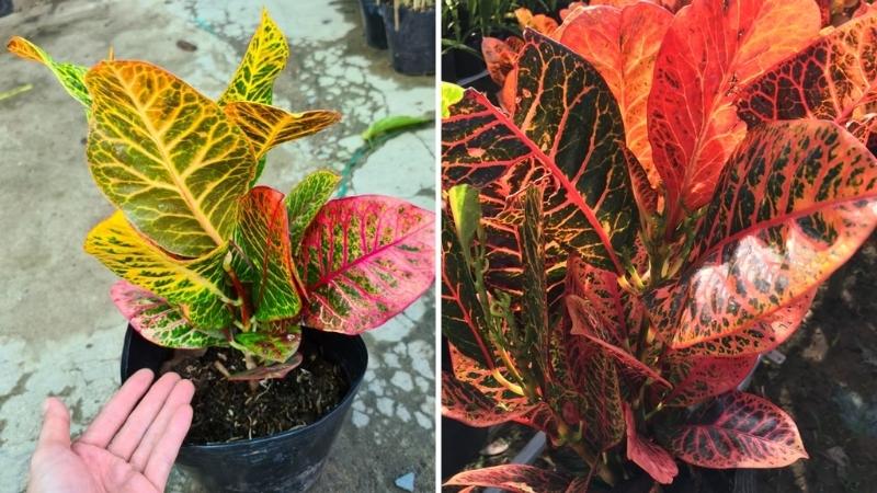 cây có lá óng ánh Cây lá màu ngũ sắc