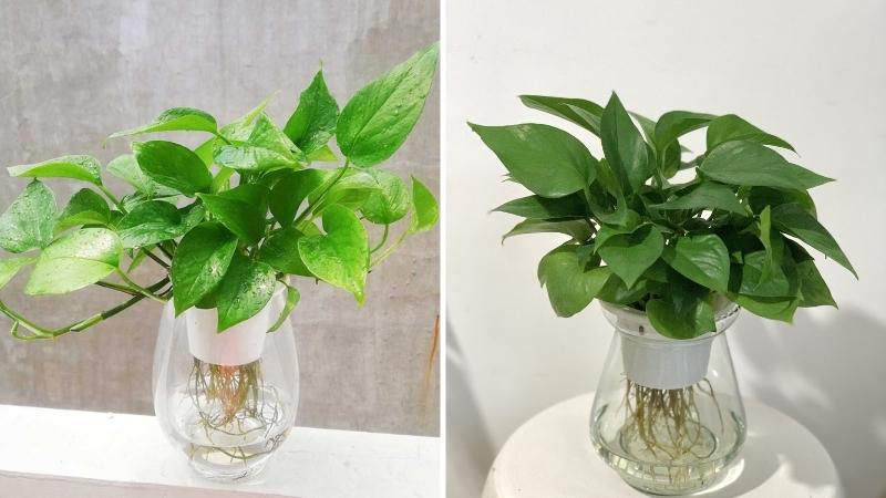 trầu của anh ấy Cây trầu bà