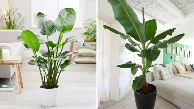 Cây chuối cảnh Cây chuối cảnh