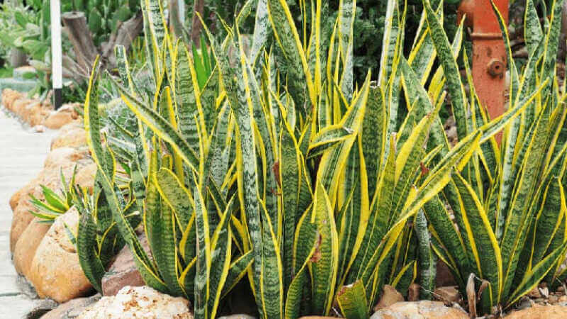 Cây lưỡi hổ có lá hai màu, trong đó có màu xanh đậm viền vàng Cây Lưỡi Hổ có lá hai màu, gồm màu xanh sẫm vá viền vàng