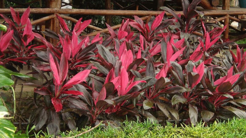 Cây Dracaena làm say lòng người nhìn bởi màu sắc đỏ tím xen kẽ nhau. Cây Huyết Dụ thu hút người nhìn bởi màu đỏ và tím xen kẽ