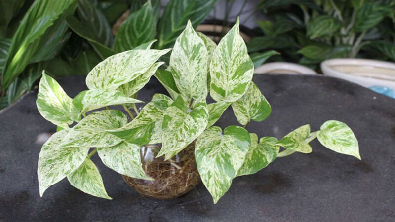 Hạt cau cẩm thạch với những chiếc lá trắng đa dạng đẹp mắt trên nền lá xanh Cây Trầu bà cẩm thạch có lá màu trắng loang lổ trên nền lá màu xanh khá đẹp mắt