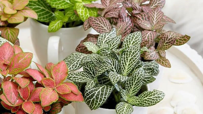 Cây cọ còn được gọi là cây may mắn. Cây Cẩm Nhung hay gọi là cây May Mắn