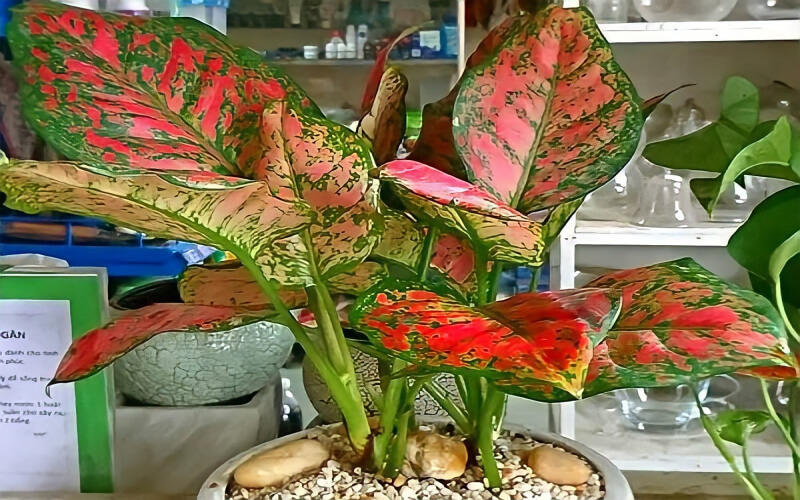 Cây Tiền (Cây Ước Mơ) Cây thịnh vượng (cây như ý)