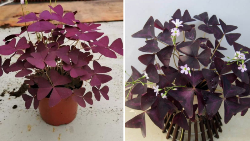 cây bướm Cây bướm đêm