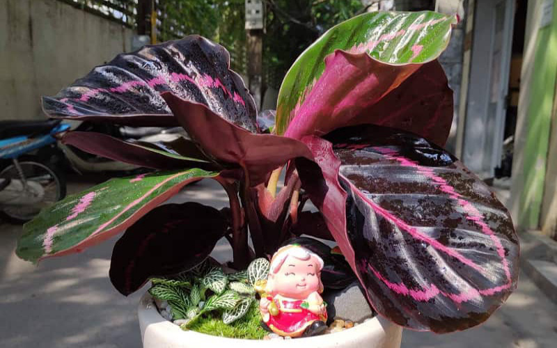 Cây Đuôi Công (Peacock Tail Tree) Cây đuôi công (Cây đuôi phụng)