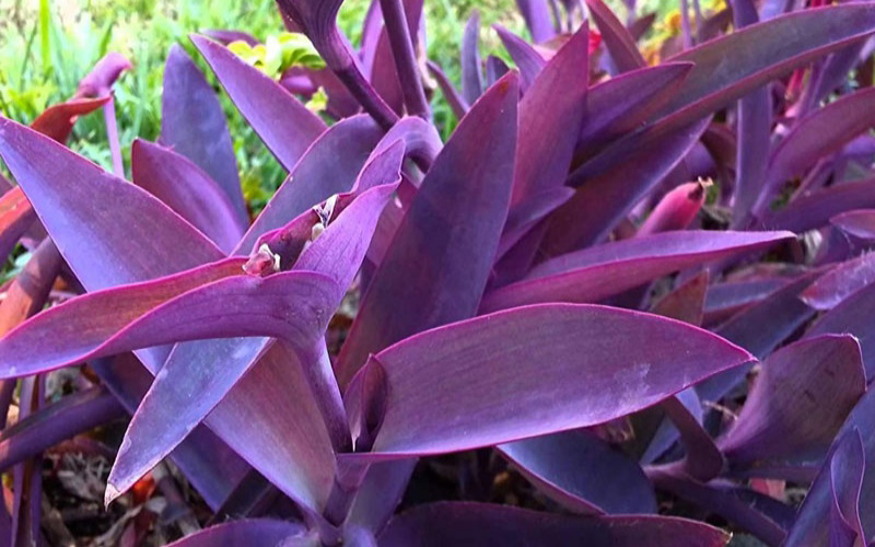 hoa nhài tím Cây thài lài tía